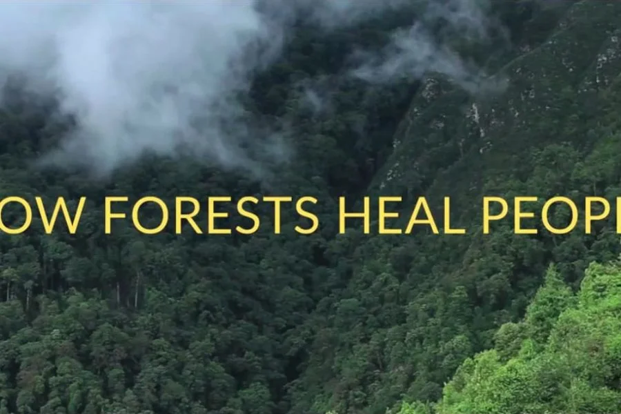 How Forests Heal People