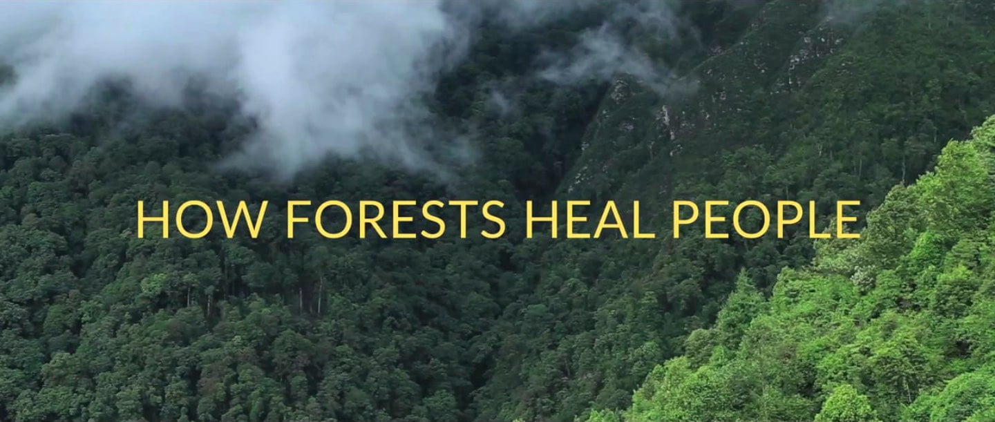 How Forests Heal People